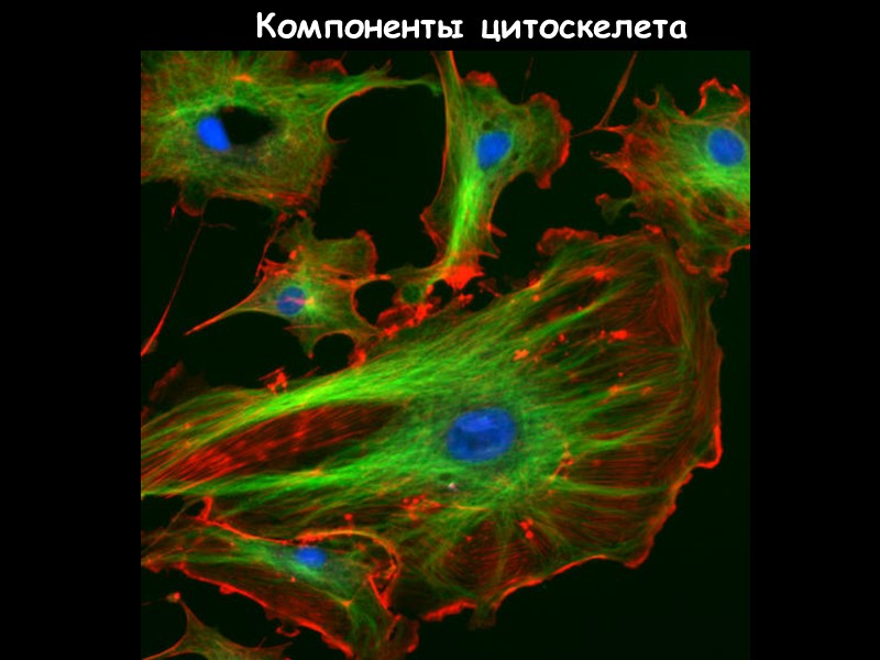 65 Компоненты цитоскелета